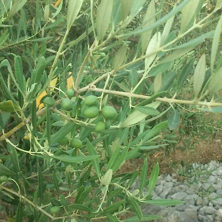 Garden Braut Apartman *