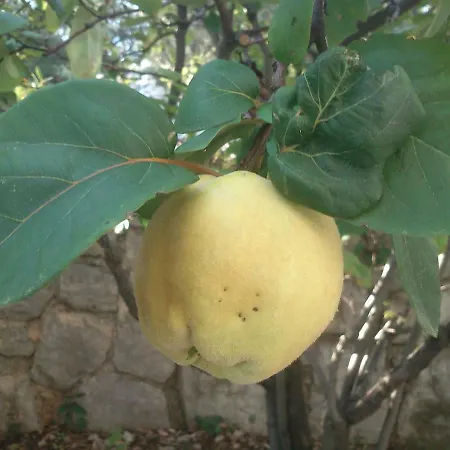 Garden Braut *