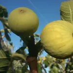Garden Braut