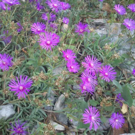 Garden Braut * Kornić