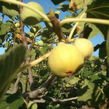 Garden Braut Апартаменты Корнич