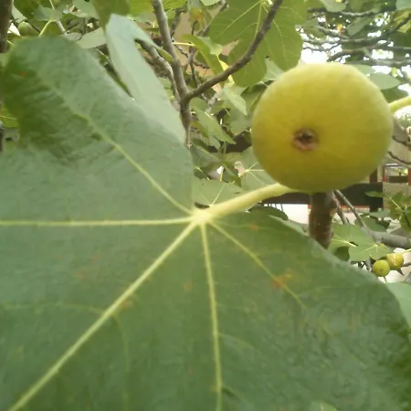 Apartament Garden Braut Kornić