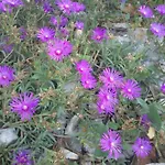 Garden Braut * Kornić