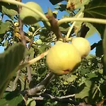 Garden Braut 公寓 Kornić