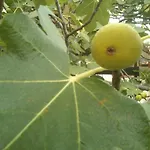 公寓 Garden Braut Kornić