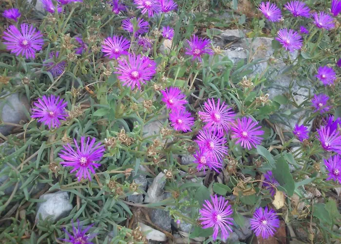 Garden Braut * Kornić